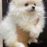 Pomeranian Teacup Female Puppy in Dubai