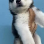 Husky Alaskan Malamute Puppies in Dubai