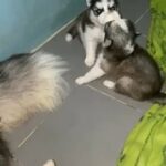 Alaskan Malamute Puppy’s in Dubai