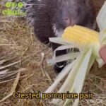 Crested porcupine pair in Al Ain