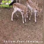 Follow deer female in Dubai