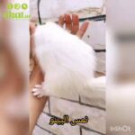 Albino mongoose in Al Ain
