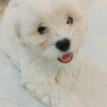 Maltipoo in Dubai