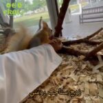 Pair of Russian  squirrels in Al Ain