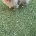 Winter white Dwarf hamsters for sale in Dubai