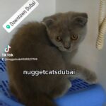 Superb cuddly female kitten by German professional in Dubai
