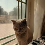 British pure cat in Dubai