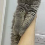 British Shorthair in Abu Dhabi