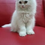 White Fold Persian Female in Abu Dhabi