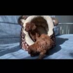 TOY POODLE TEACUP SIZE PURE BREED PUPPIES in Dubai