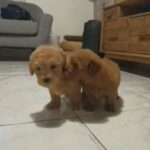 MALTIPOO CUTE LITTLE PUPPIES AVAILABLE in Dubai