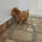 MALTIPOO CUTE LITTLE PUPPY AVAILABLE in Dubai