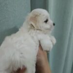 MALTESE PURE BREED PUPPY AVAILABLE in Dubai