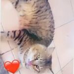 Persian mix male cat long hair for free adoption in Umm Al Quwain