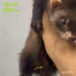 Mongoos in Al Ain