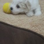 MALTESE PURE BREED PUPPY AVAILABLE in Dubai