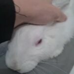 Beautiful Rabbit for FREE Adoption in Abu Dhabi