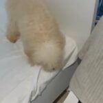 Pure Toy Poodle Puppy in Abu Dhabi