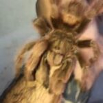 Spider Tarntula in Dubai