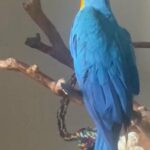 Golden Macaw in Dubai