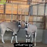 Pair of piza oryx in Al Ain