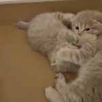 Scottish fold male kittens in Abu Dhabi