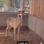 Fallow deer male in Al Ain