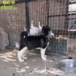 American Akita Male in Al Ain