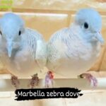 Pair of marbella zebra dove in Al Ain
