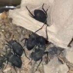 Desert Stink Bug in Dubai