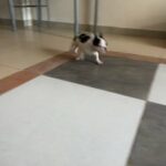 French Bulldog Puppy in Dubai