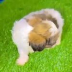 Shihtzu -Princess type in Dubai