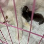 Female With Tow Kittens in Ajman