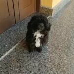 Toy Poodle in Dubai