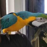blue and gold macaw in Dubai
