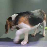 Beagle in Dubai