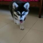 35 Days Husky Puppy Available In Different Color in Dubai