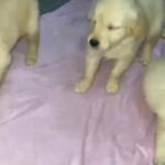 Golden Retriever Puppies in Dubai