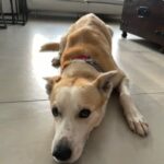 4,5 Years Old Labrador-Husky mix Boy in Dubai