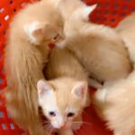 ginger kittens in Ajman