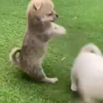 Chihuahua Puppy Available in Dubai