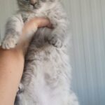 British Shorthair Female in Dubai