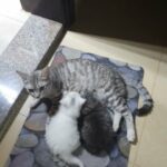 mother cat with 3 kittens in Abu Dhabi