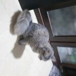 6month old persian mix in Abu Dhabi