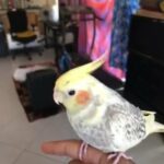 Beautiful Cockatiel For Sale in Dubai