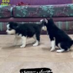 Husky puppies in Abu Dhabi