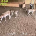 Ghizllan Floow deer female in Dubai