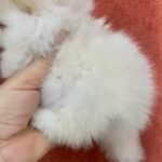 Pomeranian Teacup Female Puppy in Dubai