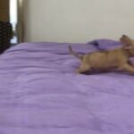 Super Cute ☺️ Mini Chihuahua in Dubai