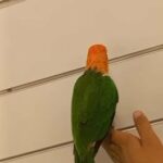 White Billy Caique in Dubai